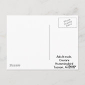 Costa's Hummingbird Briefkaart (Achterkant)