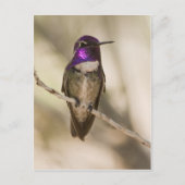 Costa's Hummingbird Briefkaart (Voorkant)