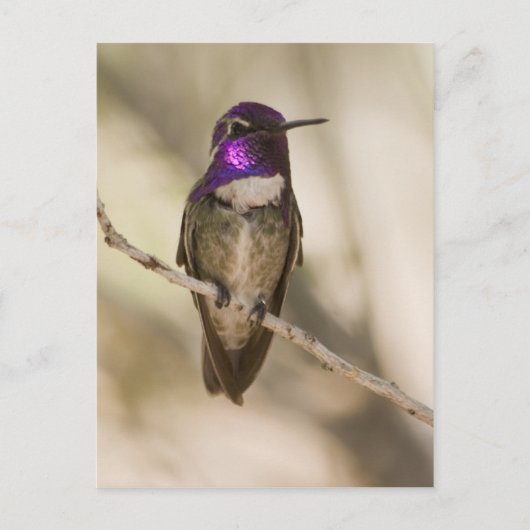 Costa's Hummingbird Briefkaart (Voorkant)