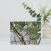 Costa's Hummingbird Briefkaart (Staand voorkant)