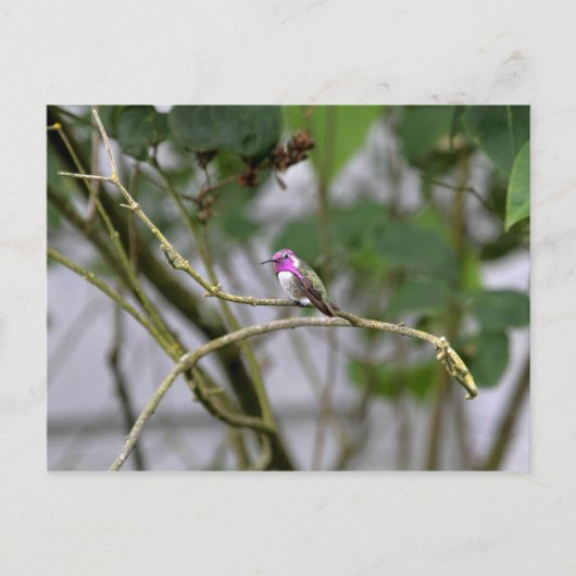 Costa's Hummingbird Briefkaart (Voorkant)
