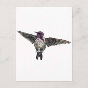 Costa's Hummingbird Briefkaart