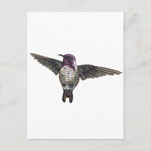 Costa's Hummingbird Briefkaart (Voorkant)