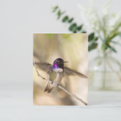 Costa's Hummingbird Briefkaart (Staand voorkant)