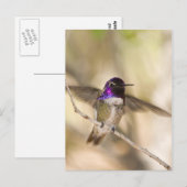 Costa's Hummingbird Briefkaart (Voorkant / Achterkant)