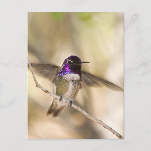 Costa's Hummingbird Briefkaart (Voorkant)