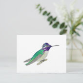 Costa's Hummingbird Briefkaart (Staand voorkant)