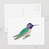 Costa's Hummingbird Briefkaart (Voorkant / Achterkant)