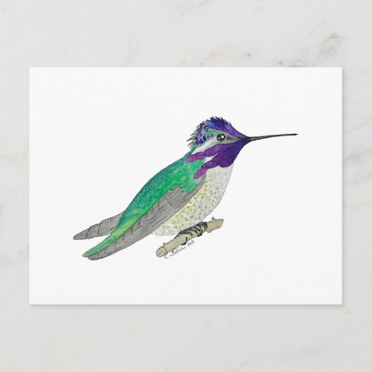 Costa's Hummingbird Briefkaart (Voorkant)