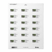 Costa's Hummingbird Etiket (Full Sheet)