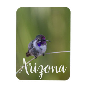 Costa's Hummingbird in August light, Arizona Magneet