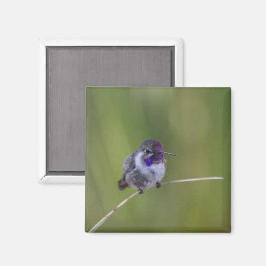 Costa's Hummingbird in augustus licht Magneet (Voorkant / Achterkant)