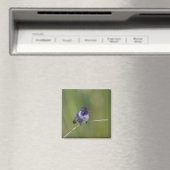 Costa's Hummingbird in augustus licht Magneet (Insitu (Vaatwasser))