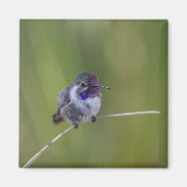 Costa's Hummingbird in augustus licht Magneet (Voorkant)