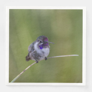 Costa's Hummingbird in augustus licht Servet