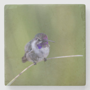 Costa's Hummingbird in augustus licht Stenen Onderzetter