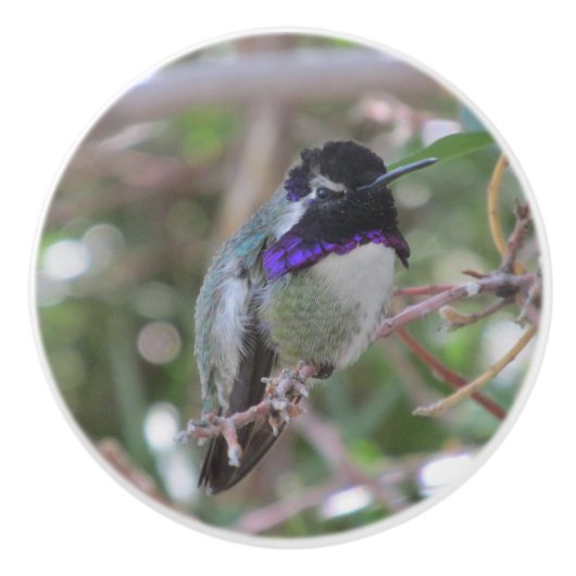 Costa's Hummingbird Keramische Knop (Voorkant)