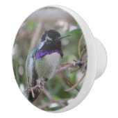 Costa's Hummingbird Keramische Knop (Rechts)