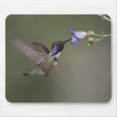Costa's Hummingbird Mousepad Muismat (Voorkant)