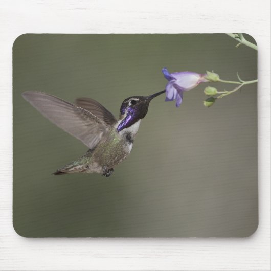 Costa's Hummingbird Mousepad Muismat (Voorkant)