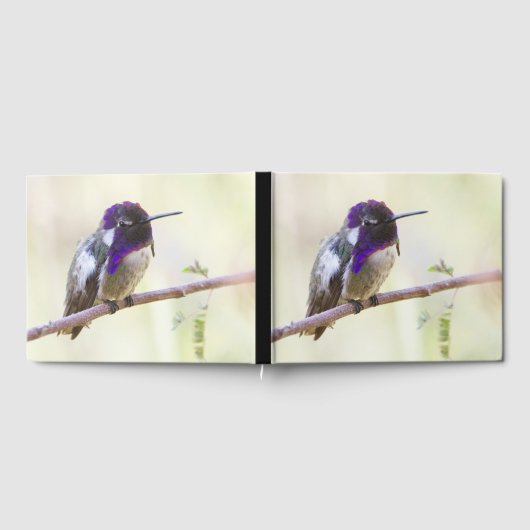 Costa's Hummingbird op een tak Gastenboek (Volledig)