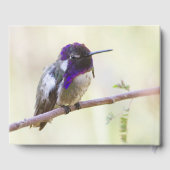 Costa's Hummingbird op een tak Gastenboek (Achterkant)