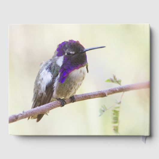 Costa's Hummingbird op een tak Gastenboek (Achterkant)