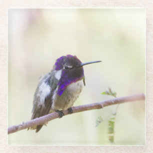 Costa's Hummingbird op een tak Glazen Onderzetter