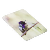 Costa's Hummingbird op een tak Magneet (Rechterzijde)