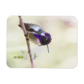 Costa's Hummingbird op een tak Magneet (Horizontaal)