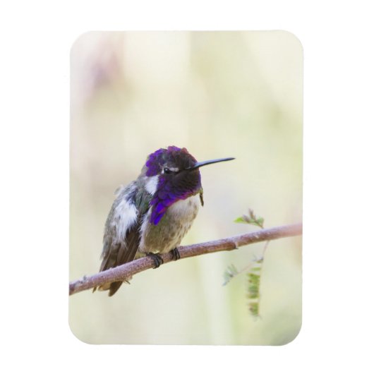 Costa's Hummingbird op een tak Magneet (Verticaal)