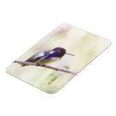 Costa's Hummingbird op een tak Magneet (Linkerzijde)