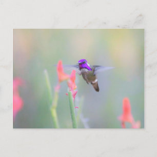 Costa's Hummingbird op nadering Briefkaart