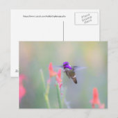Costa's Hummingbird op nadering Briefkaart (Voorkant / Achterkant)