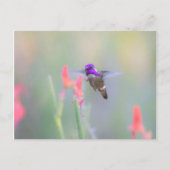 Costa's Hummingbird op nadering Briefkaart (Voorkant)