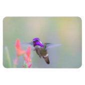 Costa's Hummingbird op nadering Magneet (Horizontaal)