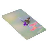 Costa's Hummingbird op nadering Magneet (Rechterzijde)