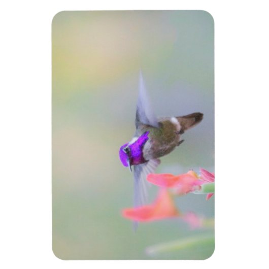 Costa's Hummingbird op nadering Magneet (Verticaal)