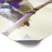 Costa's Hummingbird Perched op een tak Foto Afdruk (Hoek)