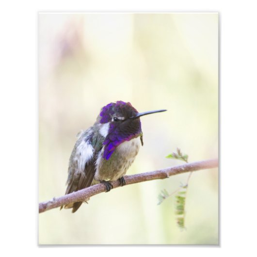Costa's Hummingbird Perched op een tak Foto Afdruk (Voorkant)
