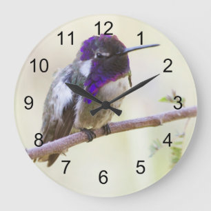 Costa's Hummingbird Perched op een tak Grote Klok