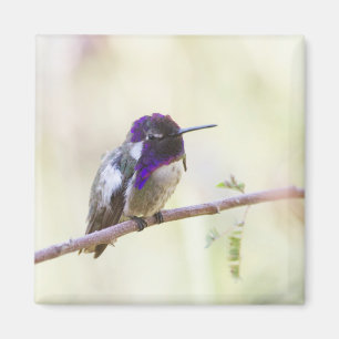 Costa's Hummingbird Perched op een tak Magneet