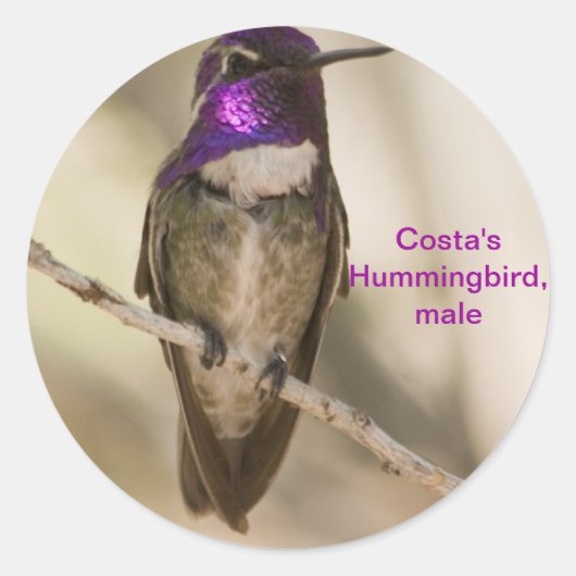 Costa's Hummingbird Ronde Sticker (Voorkant)