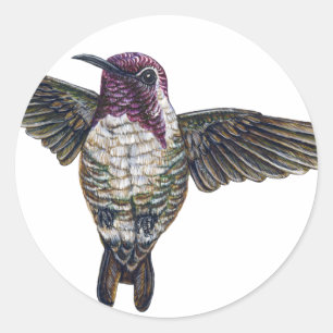 Costa's Hummingbird Ronde Sticker