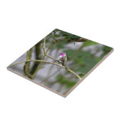 Costa's Hummingbird Tegeltje (Zijkant)