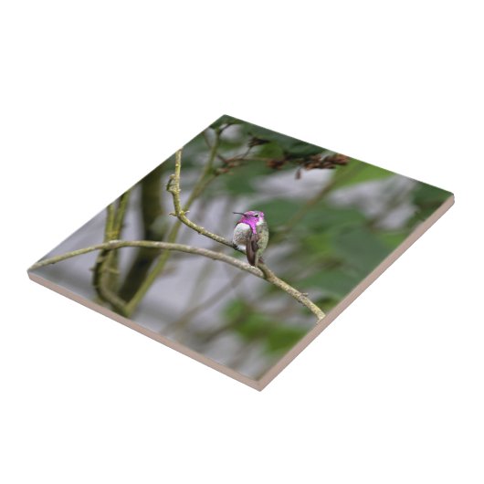 Costa's Hummingbird Tegeltje (Zijkant)