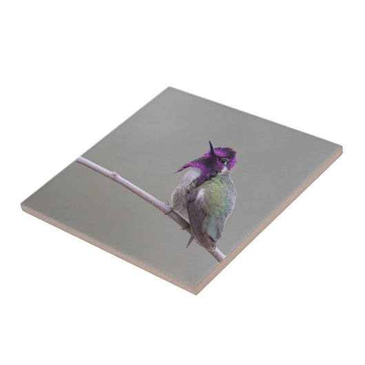 Costa's Hummingbird Tegeltje (Zijkant)