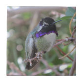 Costa's Hummingbird Tile Tegeltje (Voorkant)
