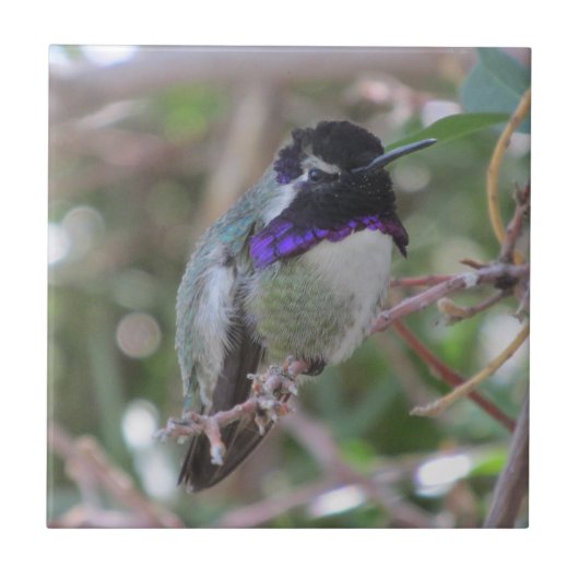 Costa's Hummingbird Tile Tegeltje (Voorkant)