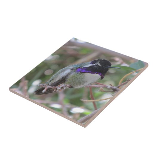 Costa's Hummingbird Tile Tegeltje (Zijkant)